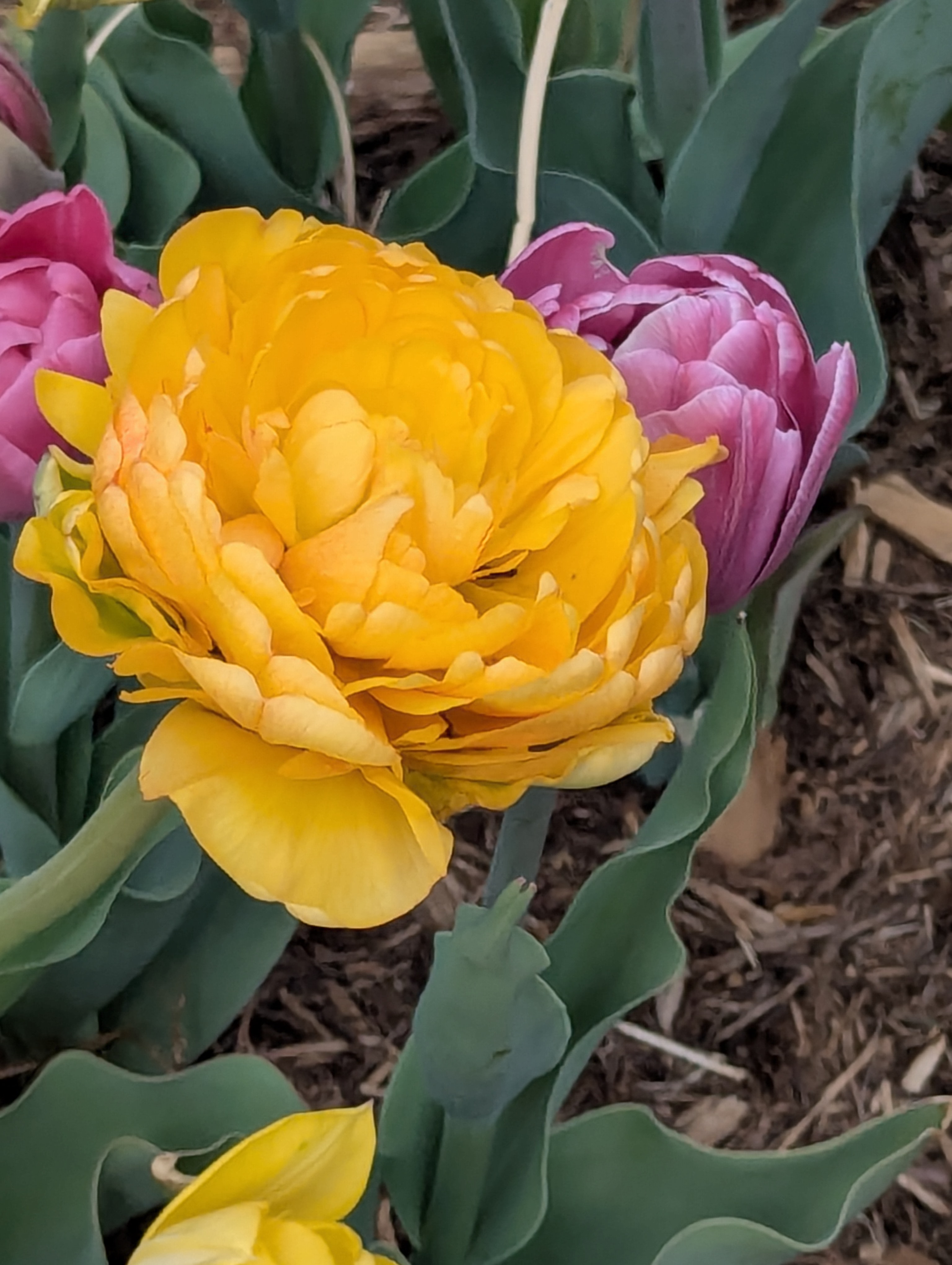 Garden, Flowers, Morrison, Colorado